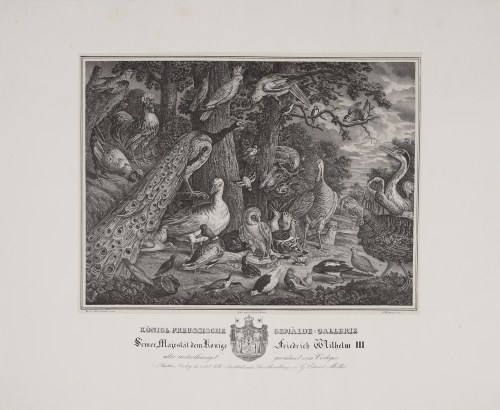 Egzotyczne ptaki w ogrodzie, lata 30 XIX w., Melchior de Hondecoeter