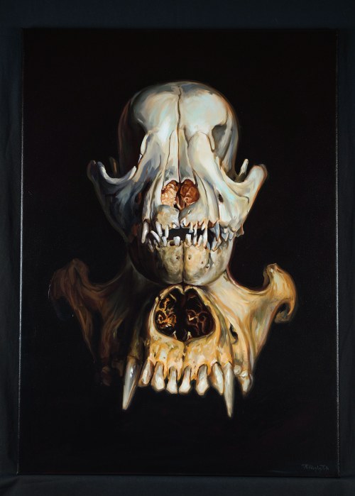 Canis lupus familiaris, 2026, Anna Przybyłek