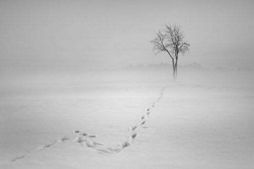 Snow trail, 2018, Alicja Przybyszowska