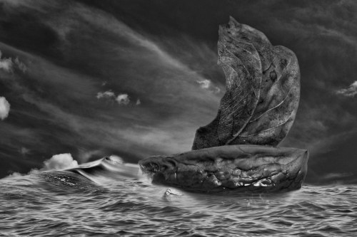 Walnut Boat, Grzegorz Wójcik