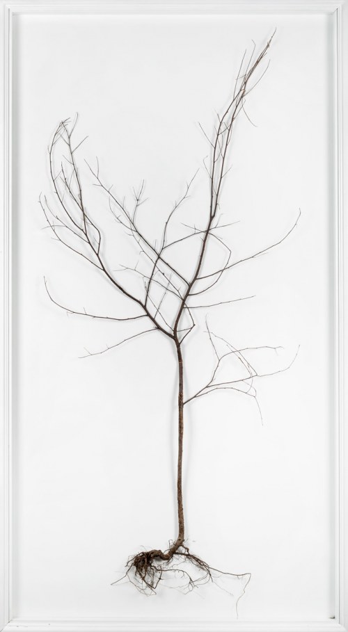 Sterben und sterben, 2013, Surowiec Łukasz