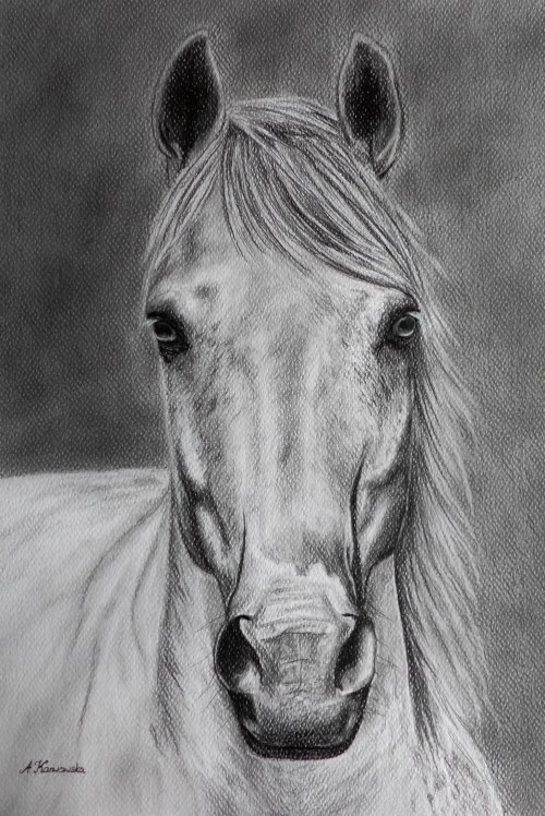 Portret konia, 2019, Aneta Karwowska