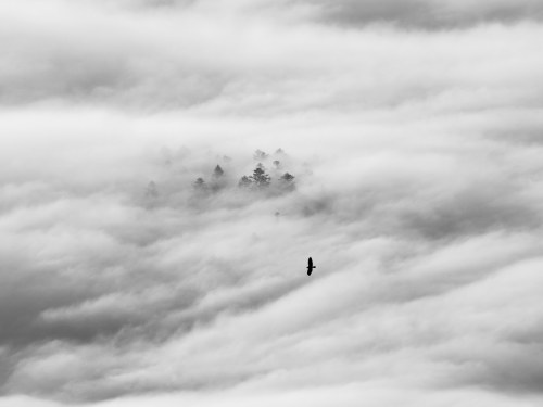 Freedom, 2018, Jan Brdej