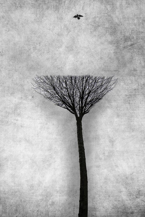 Moja dendrologia, 2017, Cezary Dubiel