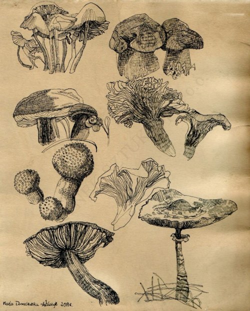 Bez tytułu 4, Maria Domalewska-Walczyk
