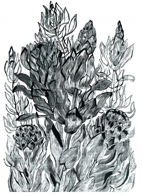 Protea, 2018, Marta Bożyk