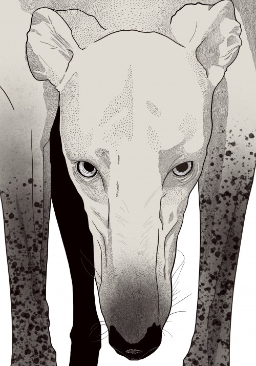 Galgos, Daga Skwarska