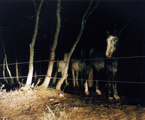 Verdun horses, 2001, Felix Friedmann