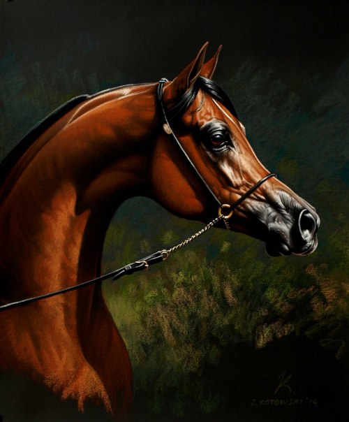 Marwan al Shaqab, 2021, Zbigniew Kotowski