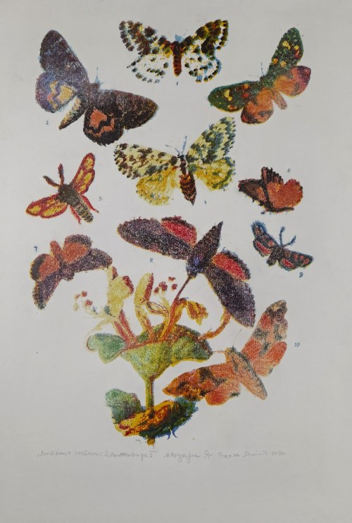 Brockhaus lexikon: Schmetterlinge II, 2020, Tomasz Dominik