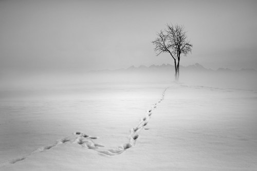 "Snow trawl", 2018, Alicja Przybyszowska