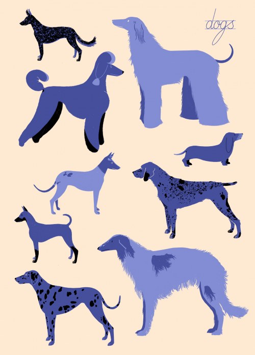 dogs, Kaja Wojtyga