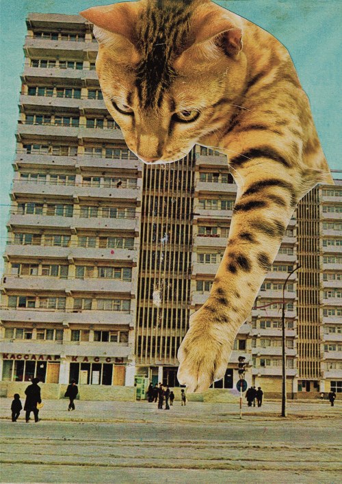 Kocilla, Magda Kubiak