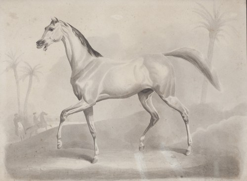 Niderlandy (1867 - 1939), Koń arabski,, Anna M.E. van Limburg Stirum