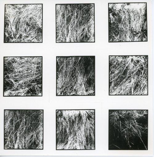 9 informacji o trawie, 1972, Andrzej Lachowicz