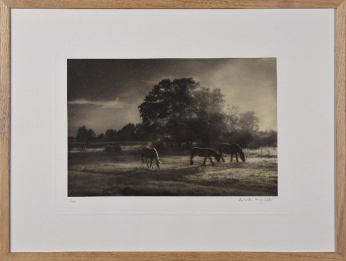 Morning Horses I, 2020, Sylvester Grey