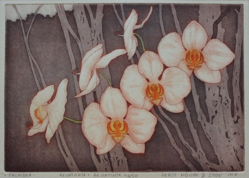 Orchidea, Jerzy Nowak