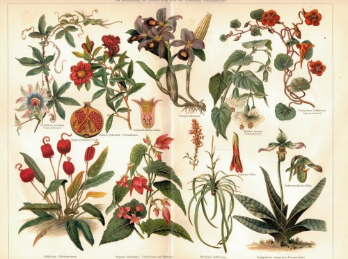 Oryginalna, Chromolitografia z XIX Wieku