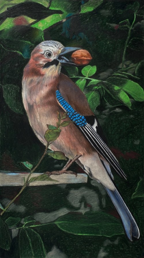 Sójka, Hanna Lew Kiedrowska