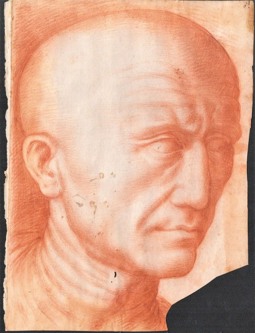 17th CENTURY, Virile head, Tuscan School