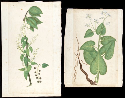 17th / 18th CENTURY, a) Jasmine plant; b) elderberry plant - Pair of drawings., Naturalist Artist