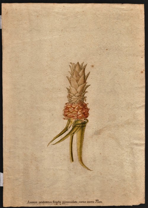 18th CENTURY, Study for a pineapple, German Naturalist Painter