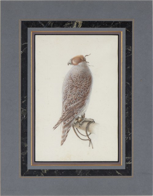 19th CENTURY, Hawk, Naturalist Artist