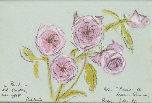 1931): Rosa "Ricordo di Mario Quesada", 1996, Isabella Ducrot