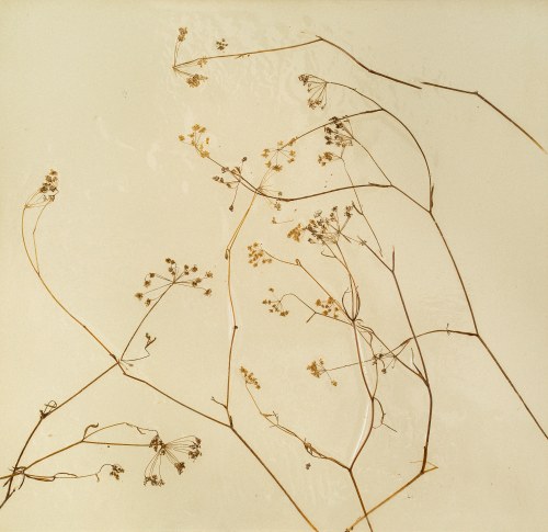 Pimpinella (Biedrzeniec), „Cipowy Dołek”, Kraków Płaszów z cyklu: Zielnik, 2016, Surowiec Łukasz