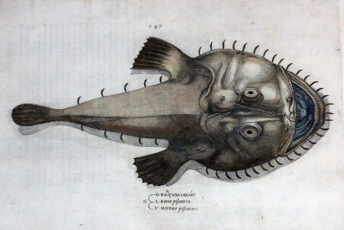ANTOINE LAFRÉRY /ANTONIO LAFRERI/ (1512-1577) i NICOLAS BEATRIZET (1507?-1570?) rytowali, RANA PISCATRIX /ŻABNICA/, 1554, Bernardus Aretinus