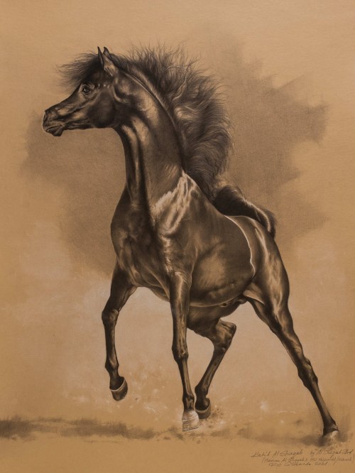 KAHIL AL SHAQAB, ogier arabski, 2021, Sławomir Szereda