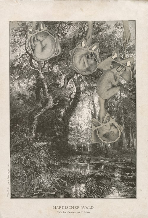 "Silva I" z cyklu "In my garden", 2018, Magda Hueckel