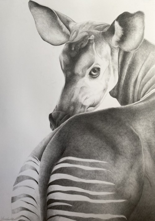 Okapi, 2023, Marcelina Zawadowska