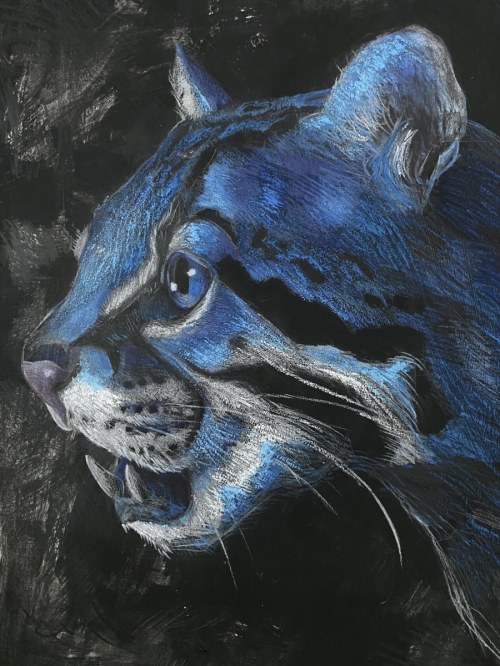 Ocelot, 2023, Marcelina Zawadowska