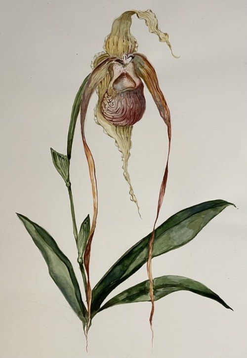 Paphiopedilum sanderianum, 2023, Urszula Walerowicz