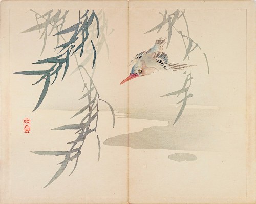 Zimorodek, Tokio, 1894, Taki Katei