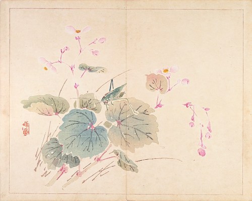 Begonia i konik polny, Tokio, 1894, Taki Katei