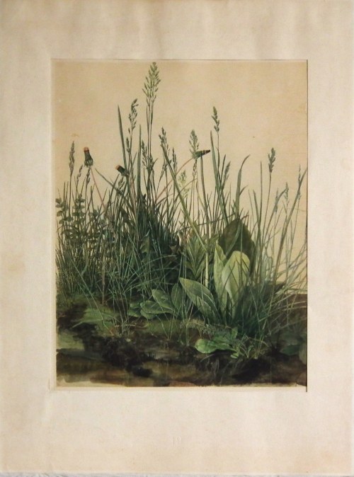 Wielka kępa trawy, Albrecht Dürer