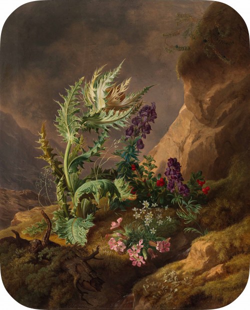 Eisenhut, Preiselbeeren und Steinnelken in felsiger Landschaft, Josef Schuster