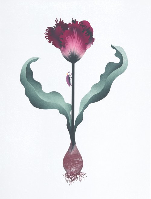 „Tulipan papuzi (bordowy)”, 2016, Katarzyna Bogdańska
