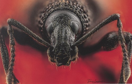 „Opuchlak truskawkowiec-Otiorhynchus sulcatus”. Dedykacja: do gabinetu nad biurko szefa lub szefowej, Tadeusz Łyczakowski