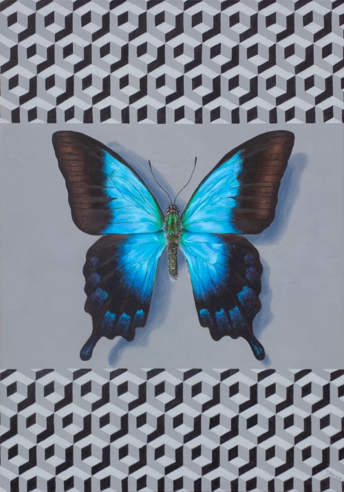 P. pericles, 2019, Michał Spryszyński