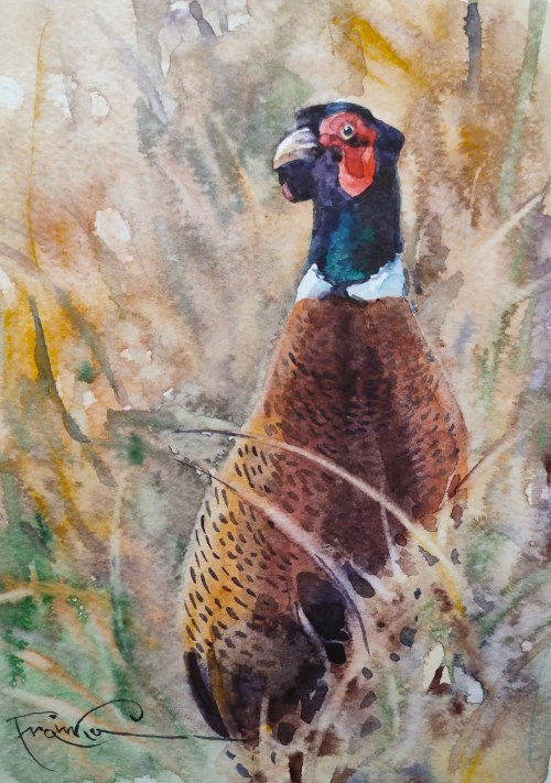 "Bażant" 30x24, Aleksander Franko