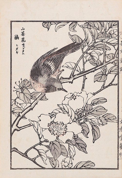 Ptak i gałązka wiśni, Kioto, 1890, Kikuchi Hobun