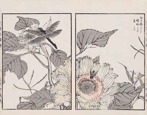 Ważka i kwiat słonecznika, Kioto, 1890, Kikuchi Hobun