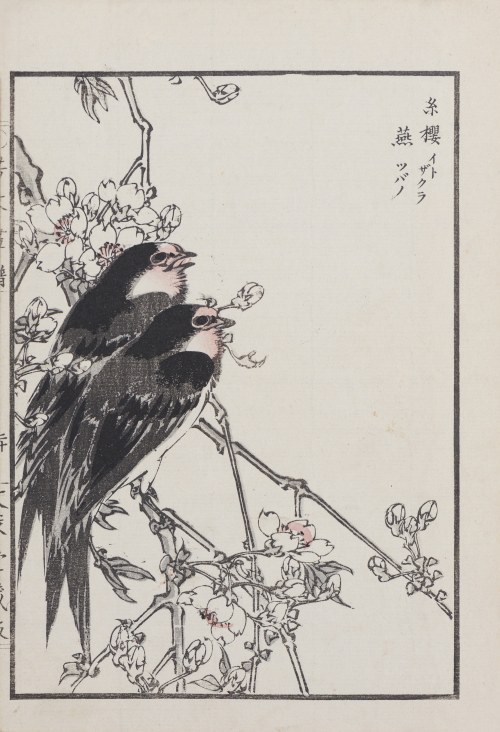 Jaskółki i kwitnąca jabłoń, Kioto, 1890, Kikuchi Hobun