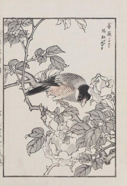Ptak i róża, Kioto, 1890, Kikuchi Hobun