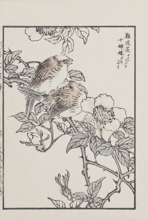 Ptasia para na dzikiej róży, Kioto, 1890, Kikuchi Hobun