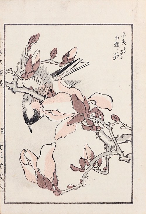 Ptak na gałązce magnolii, Kioto, 1890 r., Kikuchi Hobun