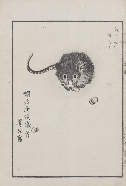 Szczurek, Kioto, 1890 r., Kikuchi Hobun